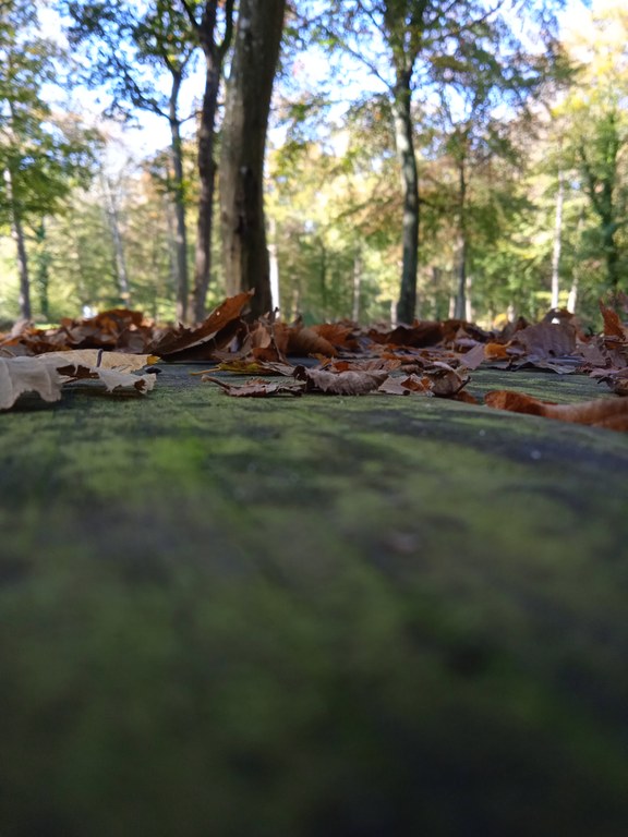 Ulis - Sortie en forêt - Octobre 2021 (4).jpg
